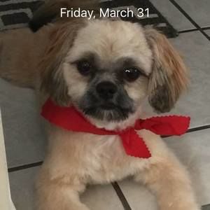 Meet your Posher, Manoj